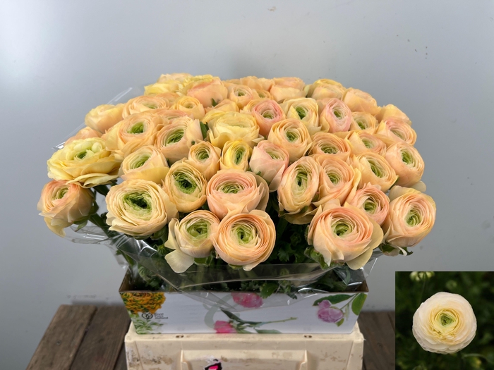 <h4>RAN SU GRAND PASTEL</h4>