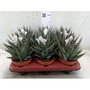Aloe aristata 'Tiki Tahi'