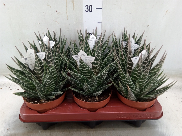 <h4>Aloe aristata 'Tiki Tahi'</h4>