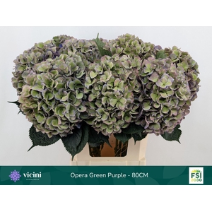 Hydrangea  'Royal Opera'   CL