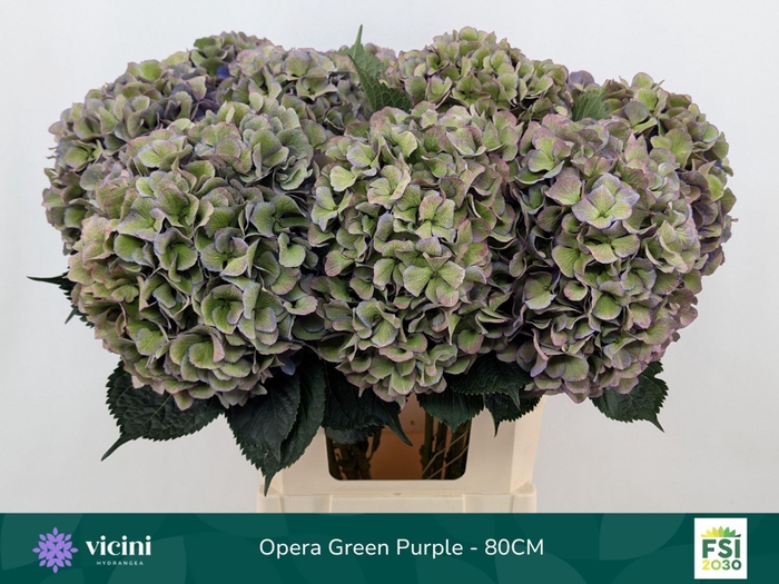 <h4>Hydrangea  'Royal Opera'   CL</h4>