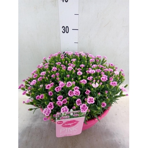 Dianthus  'Pink Kisses'