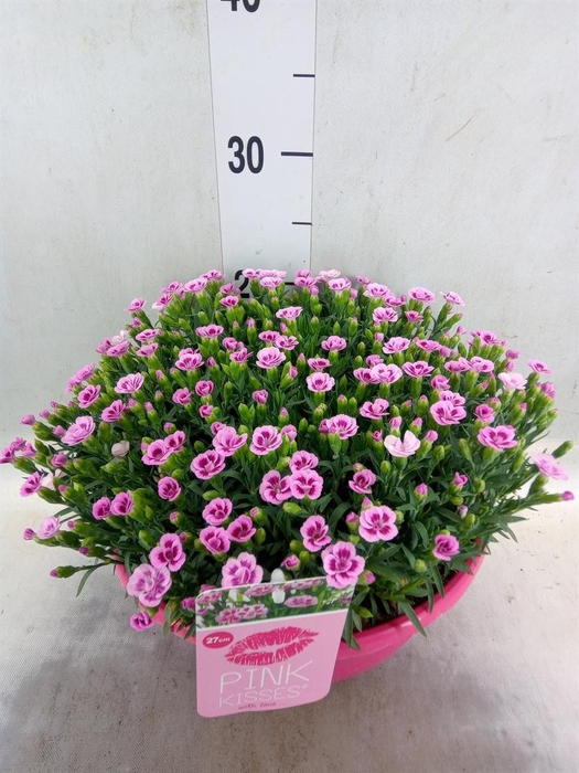 <h4>Dianthus  'Pink Kisses'</h4>