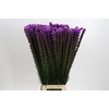 Liatris Callilepis