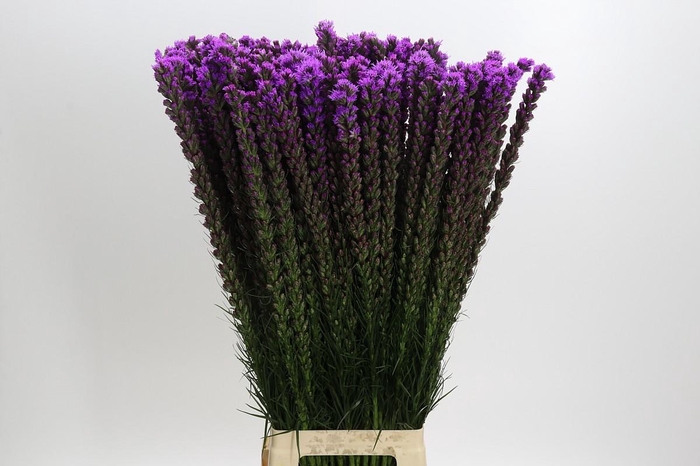 <h4>Liatris Callilepis</h4>