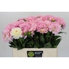 Dahlia Princess Kate