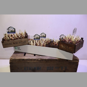 Arr Bol Knol In Houten Kistje