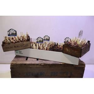 Arr Bol Knol In Houten Kistje