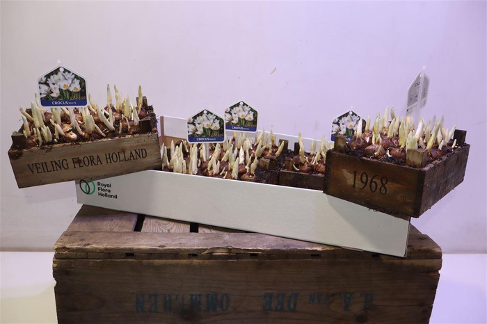 <h4>arr8 Arr Bol Knol In Houten Kistje</h4>