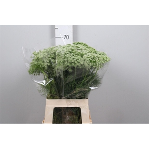 Ammi Visnaga