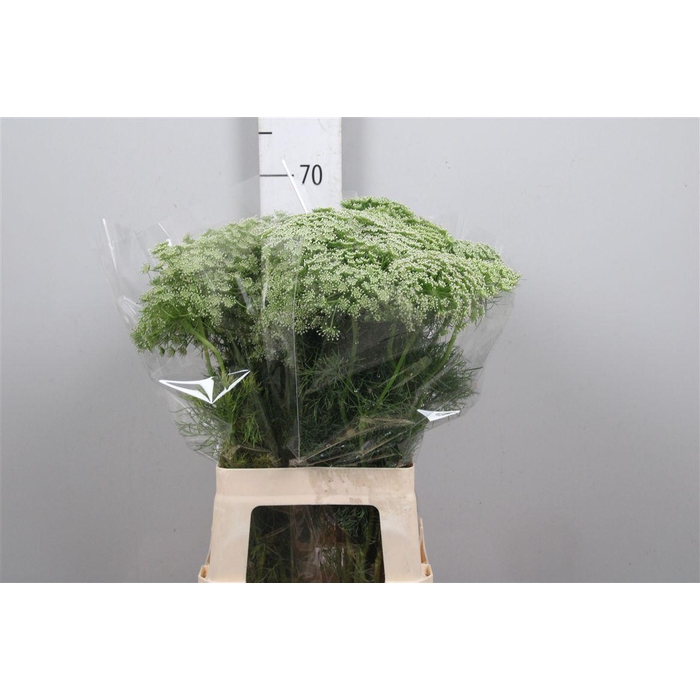 <h4>Ammi Visnaga</h4>