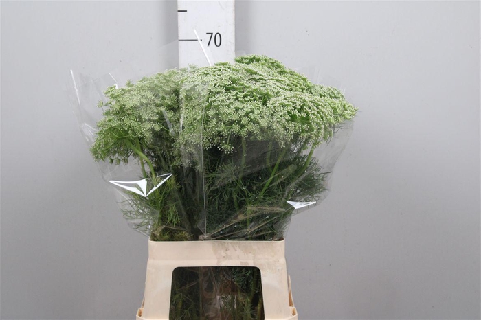 Ammi Visnaga