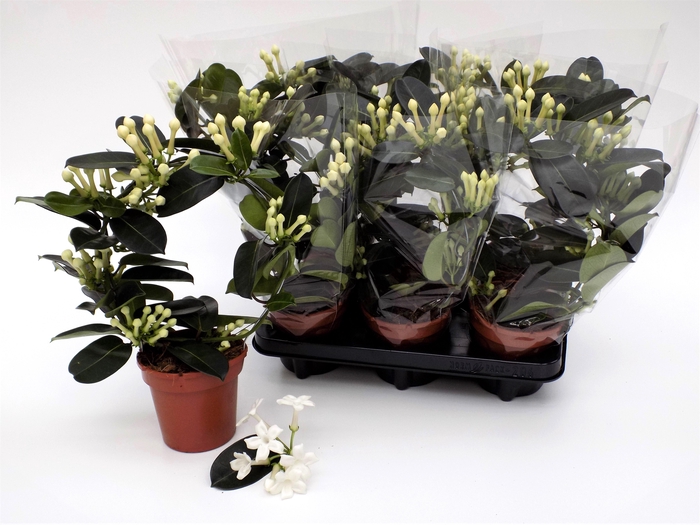 <h4>STEPH FL OV</h4>