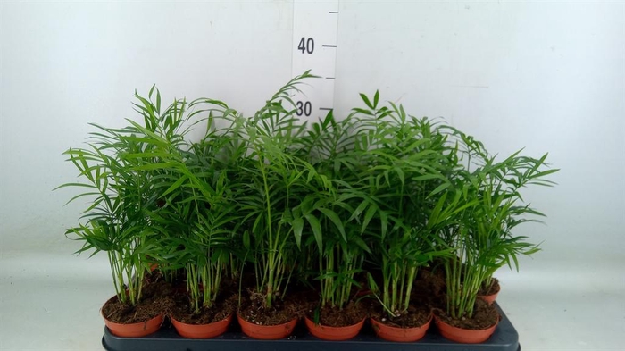 <h4>Chamaedorea elegans</h4>