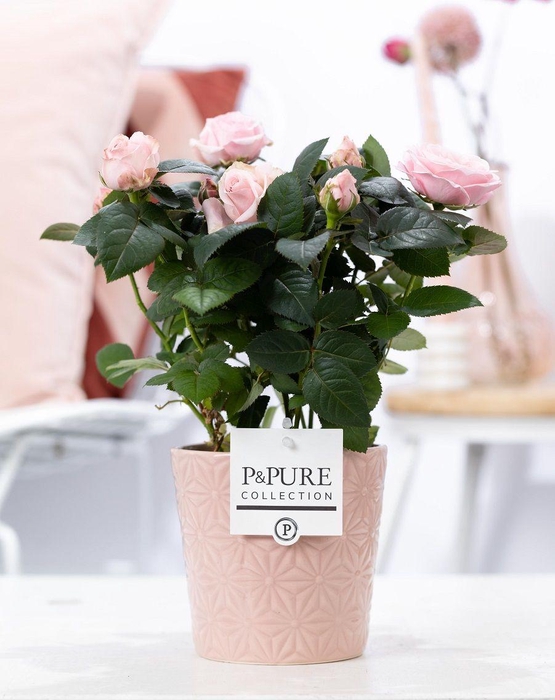 <h4>Rosa light pink in P&PURE Juliette ceramics pink</h4>