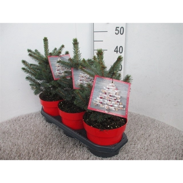 <h4>Picea Pungens Super Blue P19</h4>