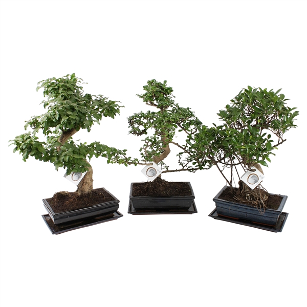 <h4>Bonsai Mixed in ø30cm Ceramic with Saucer</h4>