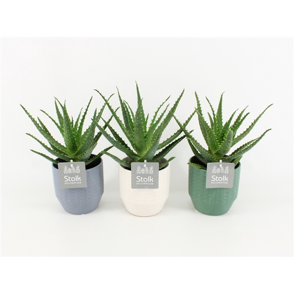 <h4>Aloe Arborescens in Exspression keramiek</h4>