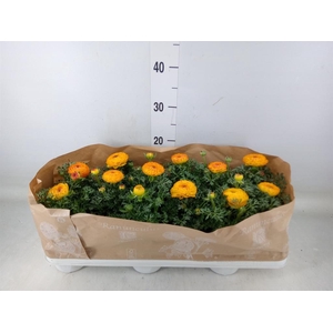 Ranunculus  'Sprinkles Red-Yellow'