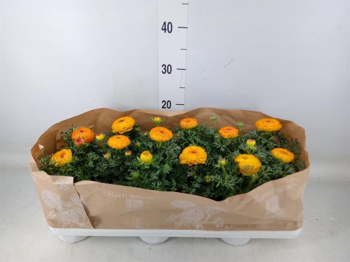 <h4>Ranunculus  'Sprinkles Red-Yellow'</h4>