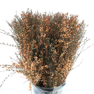 Ginster Orange P Bunch 400gram