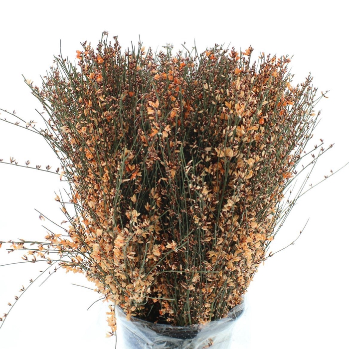 <h4>Ginster Orange P Bunch 400gram</h4>