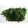 Ruscus Hypophyllum