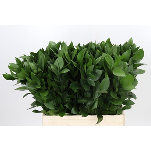 Ruscus Hypophyllum