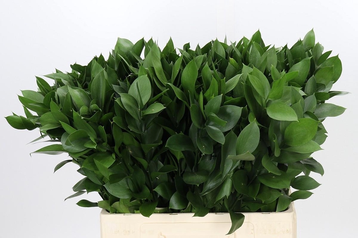 Ruscus Hypophyllum