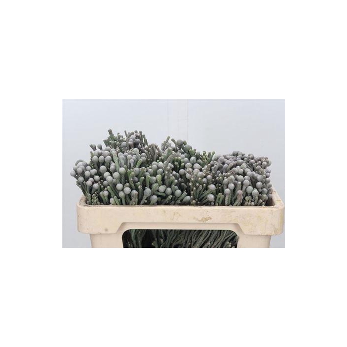 <h4>Kaaps Brunia Laevis</h4>