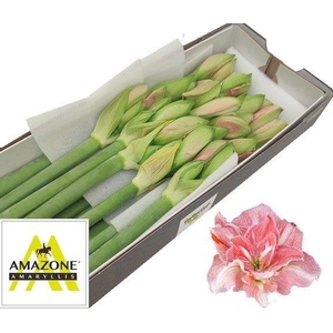 HIPP DG LOVELY NYMPH