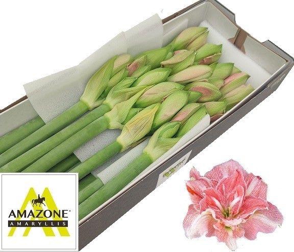 <h4>HIPP DG LOVELY NYMPH</h4>