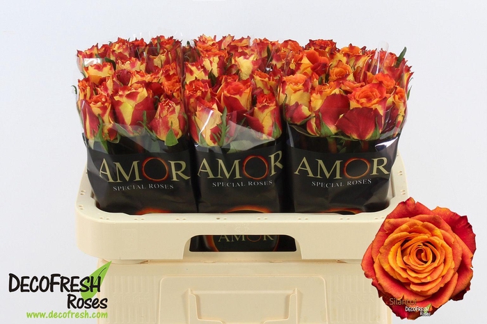 <h4>R Gr Silantoi</h4>