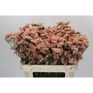 Limonium sinuatum Honey Apricot