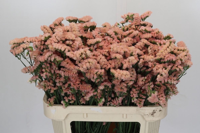 <h4>Limonium sinuatum Honey Apricot</h4>