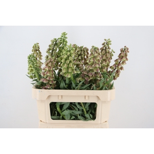 FRIT MAGIC BELLS ARTISTIEK