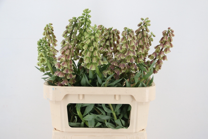 <h4>FRIT MAGIC BELLS ARTISTIEK</h4>