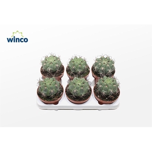 Gymnocalycium Saglyonis