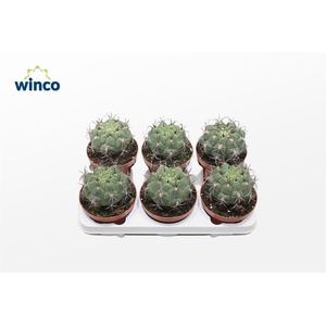 Gymnocalycium Saglyonis