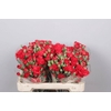Dianthus Sp Pino