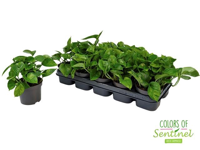 <h4>Epipremnum pinnatum Global Green</h4>