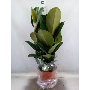 Ficus elastica 'Robusta'