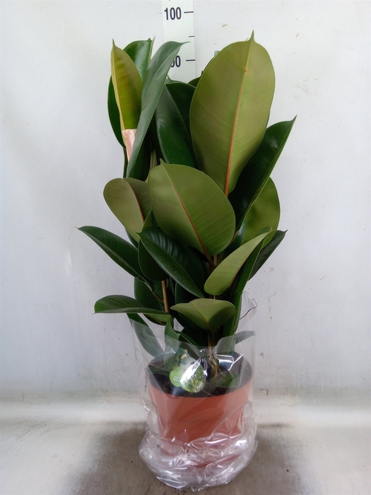 <h4>Ficus elastica 'Robusta'</h4>