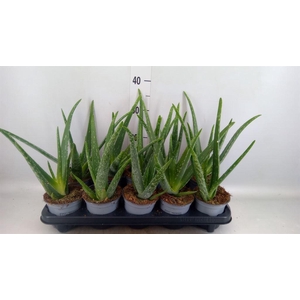 Aloe vera