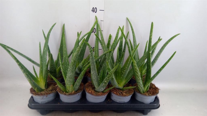 <h4>Aloe vera</h4>