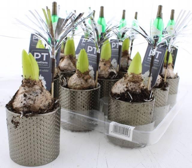 <h4>ARR HYACINTH</h4>