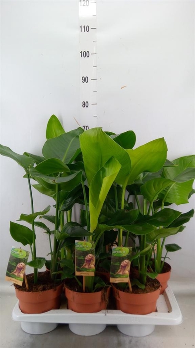 <h4>Strelitzia nicolai</h4>