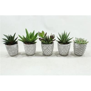 0947 Succ White ker.