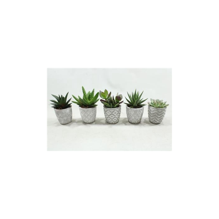 <h4>0968 Succ. White Ker.</h4>