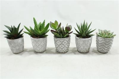 <h4>0947 Succ White Ker.</h4>